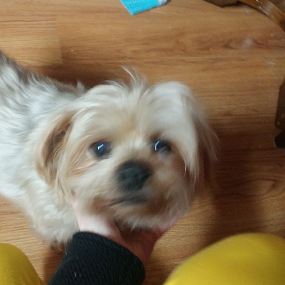 Meet your Posher, Rachel - Picture 7 of 8